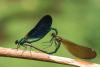 255877 – Photo : Cochet Alain – France (40)